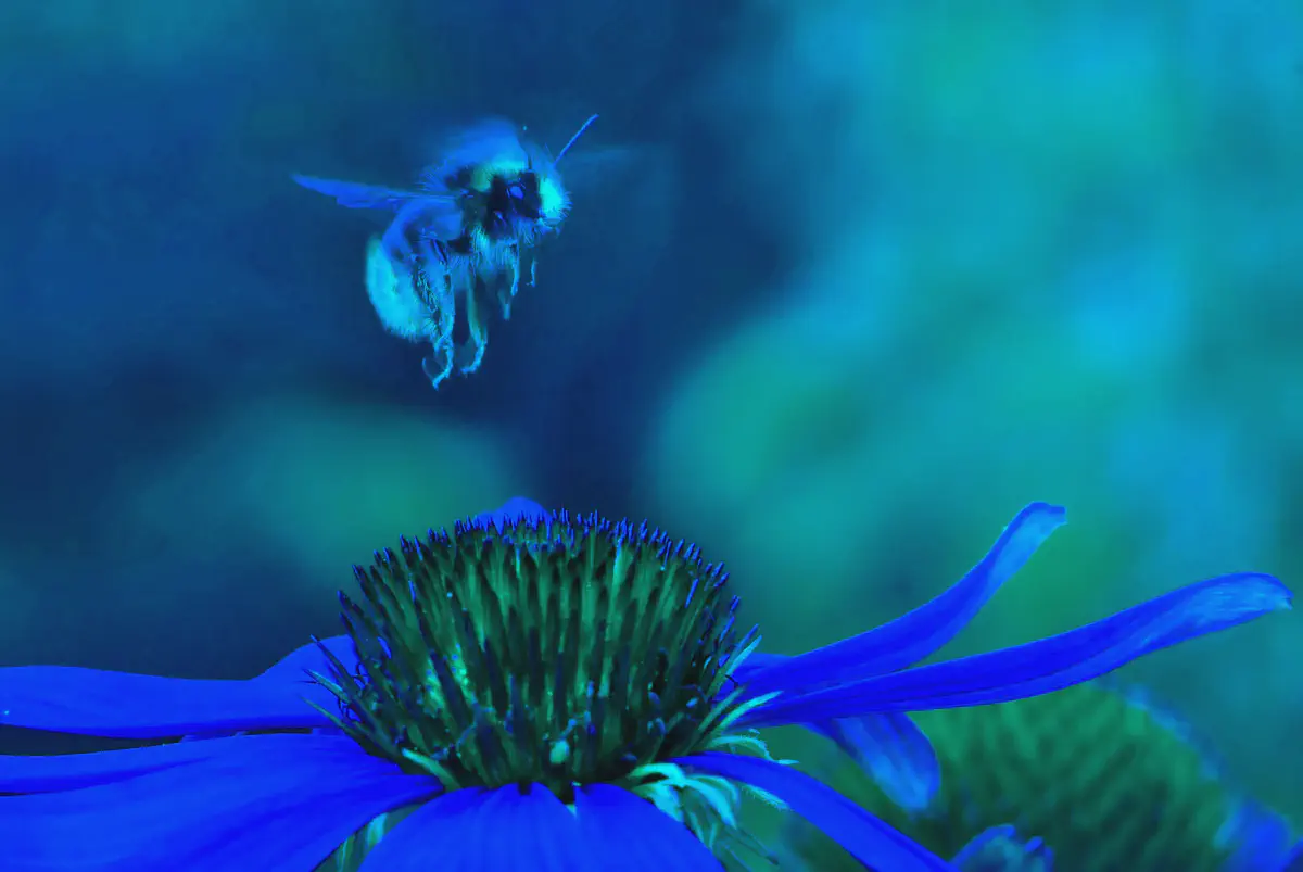 Atténuons les attaques DDoS avec XDP