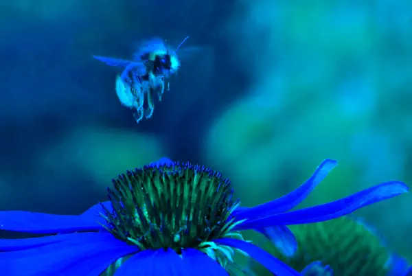 Créons un petit load balancer avec XDP