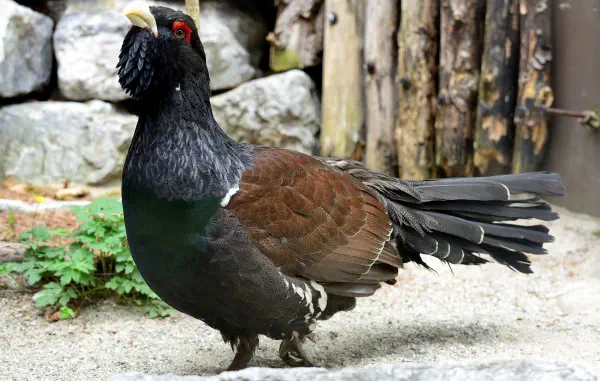 Mon premier contact avec Tetragon